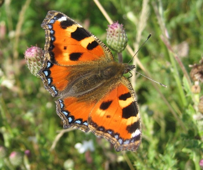 Papillon Papillon