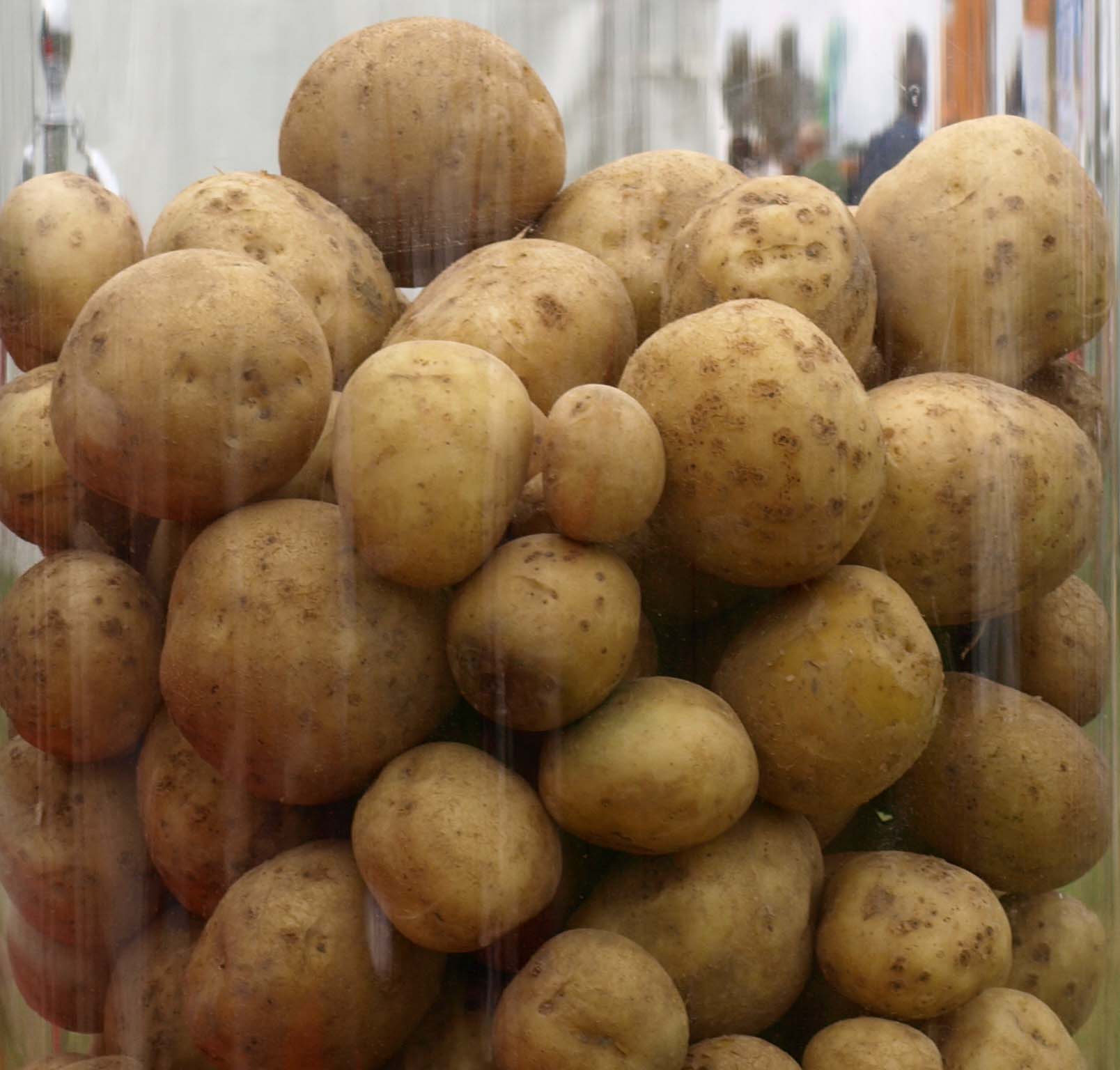 Pommes de terre Pommes de terre