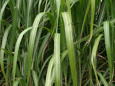 miscanthus miscanthus