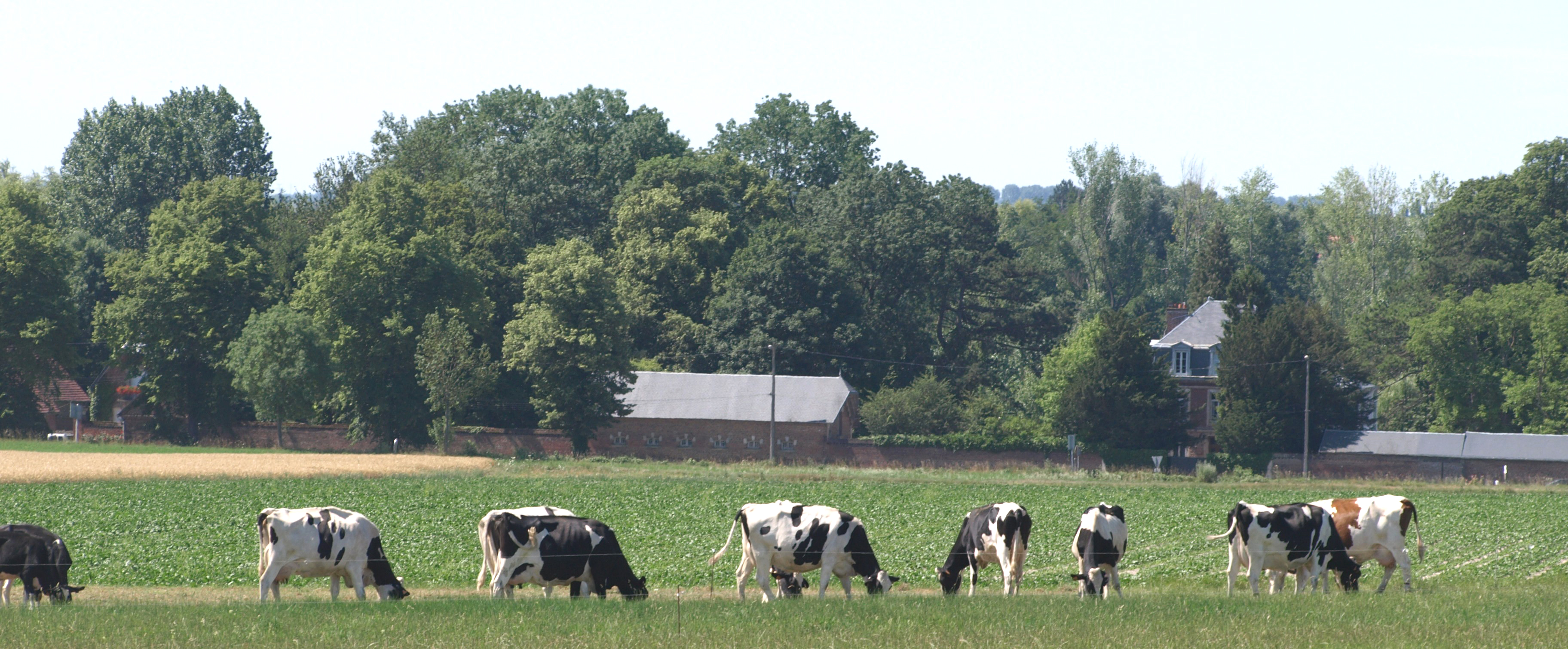 vaches pature vaches pature