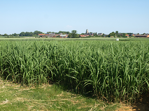 miscanthus champ village