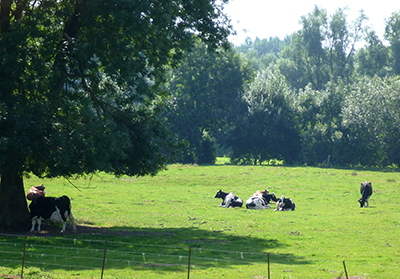 vaches vaches