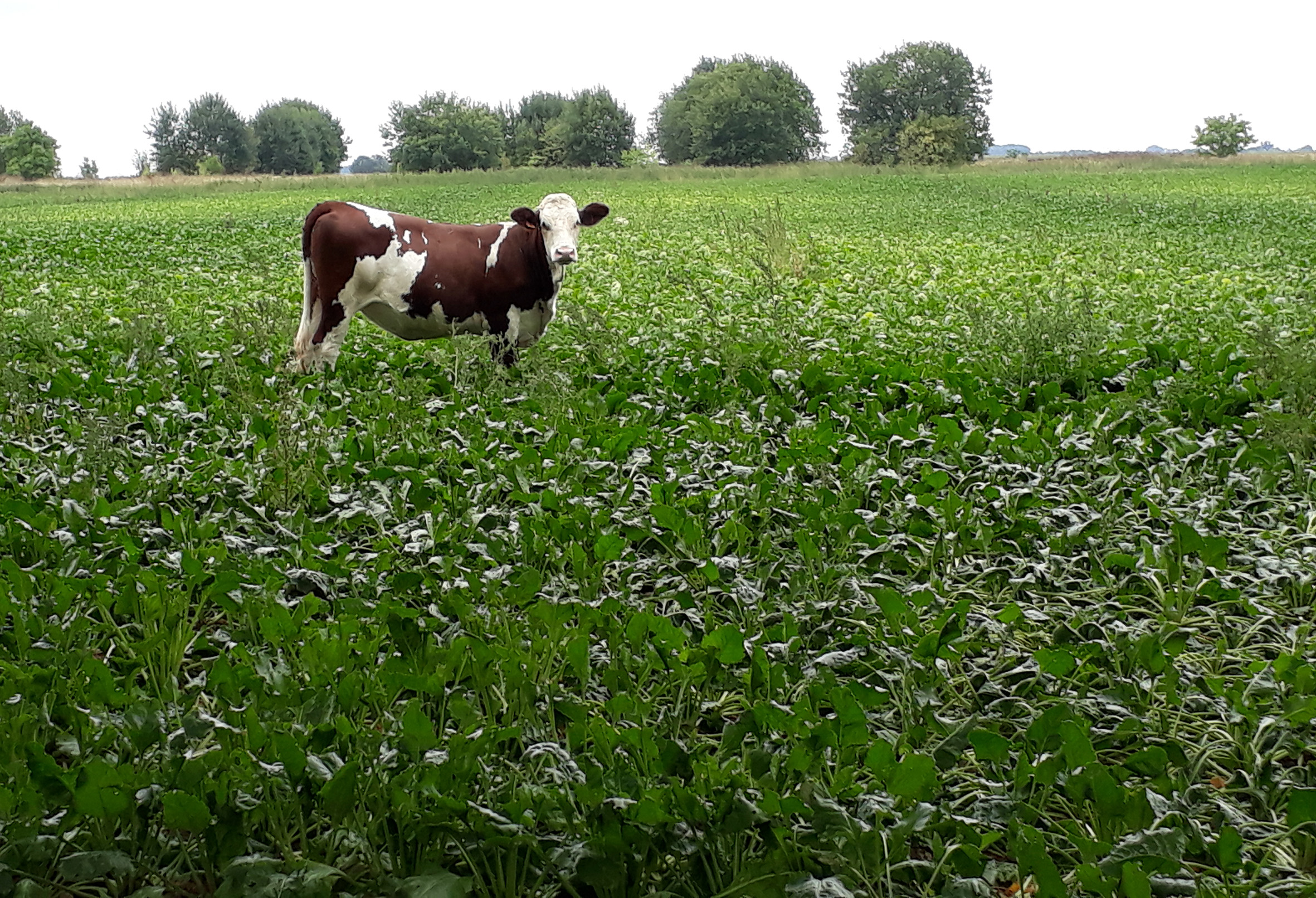 Vache dans un champ