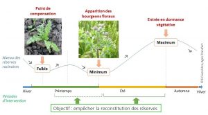 Evolution des reserves racinaires du chardon au cours de l'année