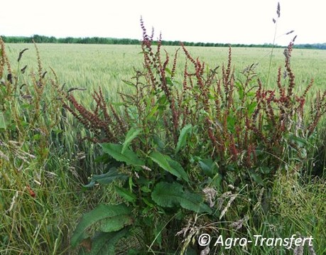 Rumex en bord de champ