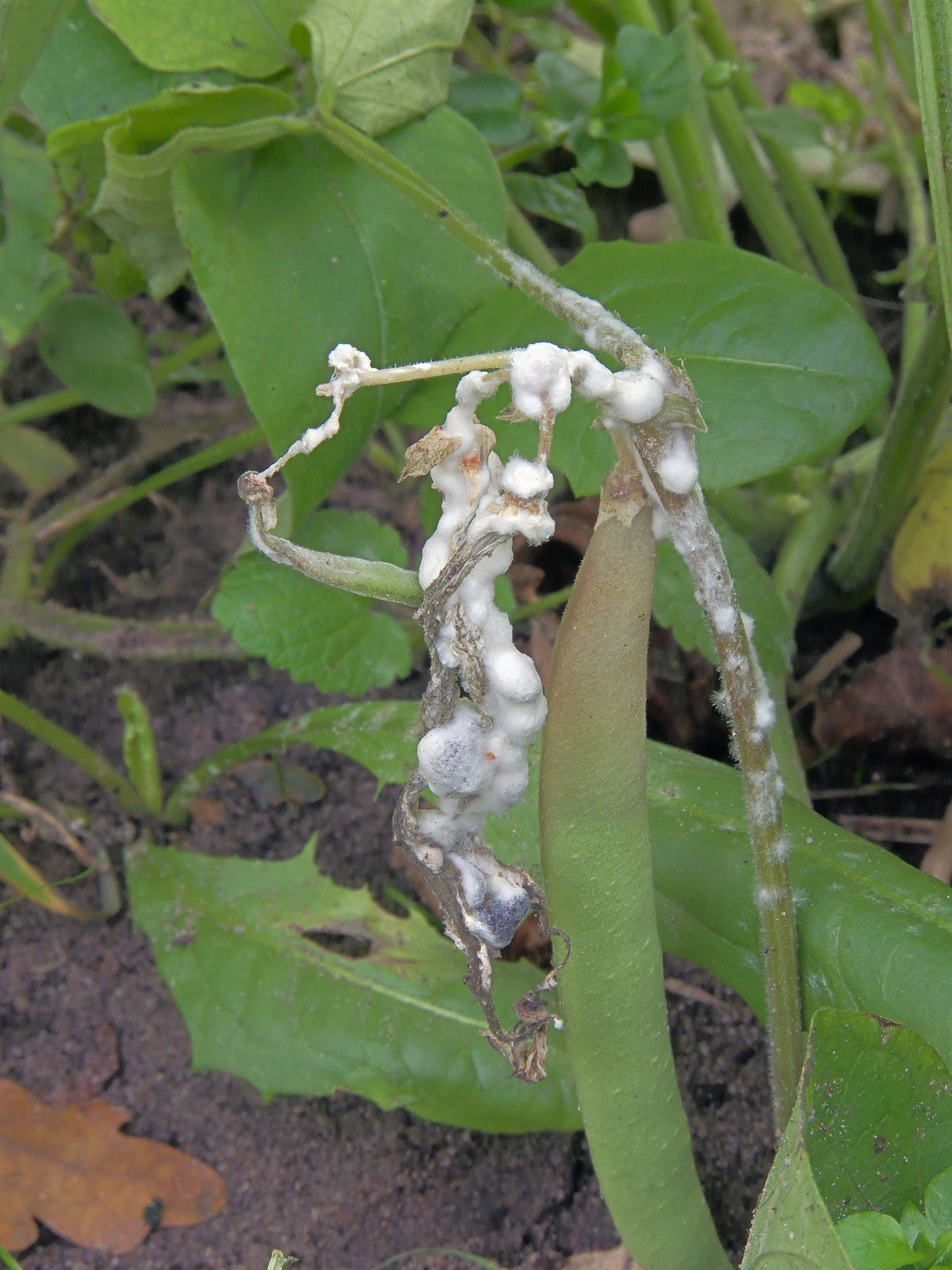 Maitriser le sclerotinia