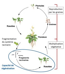 cycle développement rumex