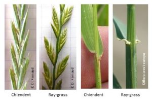 differenciation ray-grass et chiendent