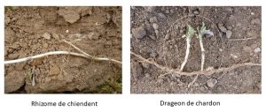 Drageon de chardon et rhizome de chiendent