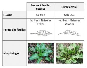 Morphologies rumex