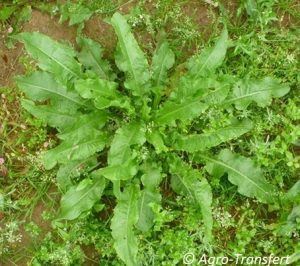 Rosette rumex crepu