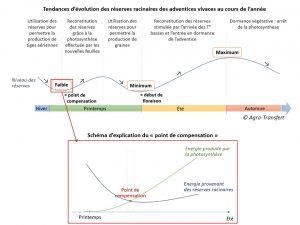 Schema Evolution des reserves racinaires des vivaces