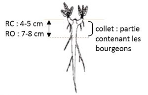 schema collet rumex