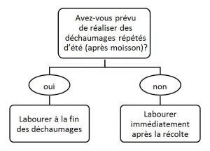 schéma de décision labour chiendent