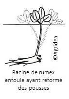 schema repousses rumex