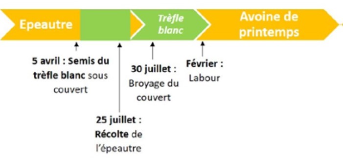 Itinéraite technique du semis de trefle sous cereale