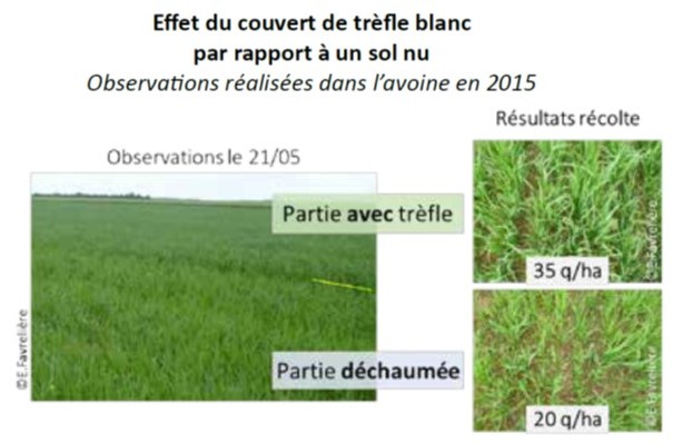 Effet du couvert de trefle blanc par rapport à un sol nu