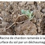 Racine de chardon ramen a la surface par un dechaumeur