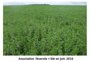 Photo de l'association feverole - cereale