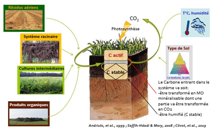 Devenir du carbone du sol