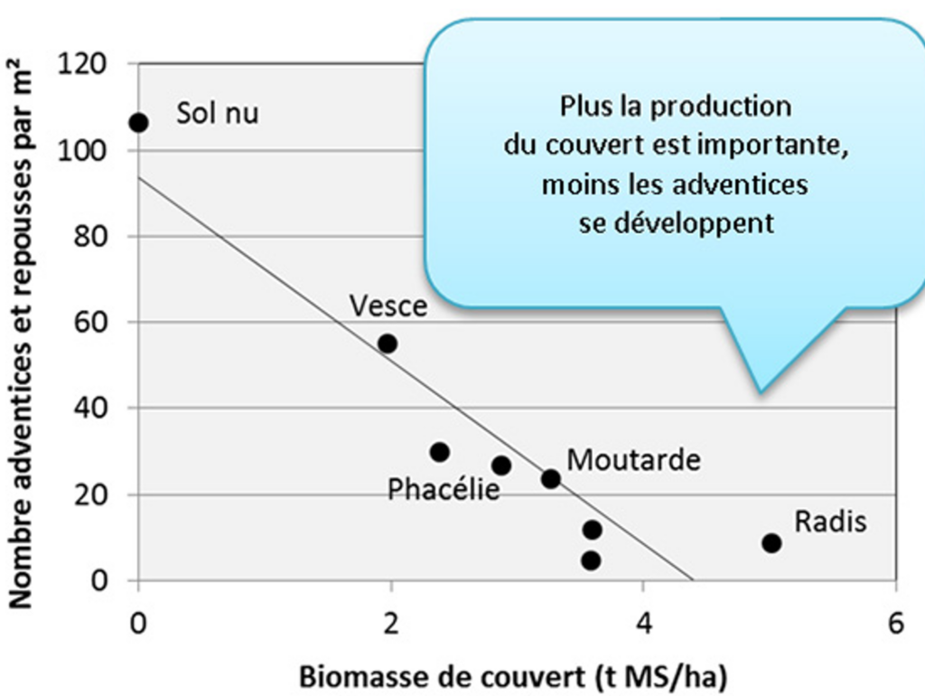 Impact de différents couverts d’interculture sur le salissement