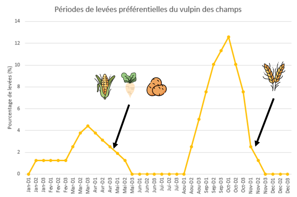 Périodes de levées préférentielles du vulpin