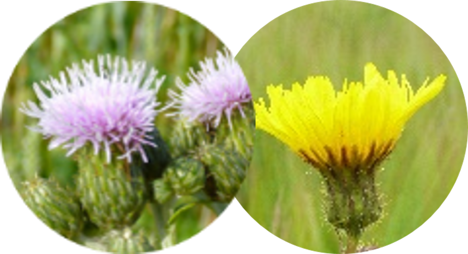 Chardons et laiterons des champs
