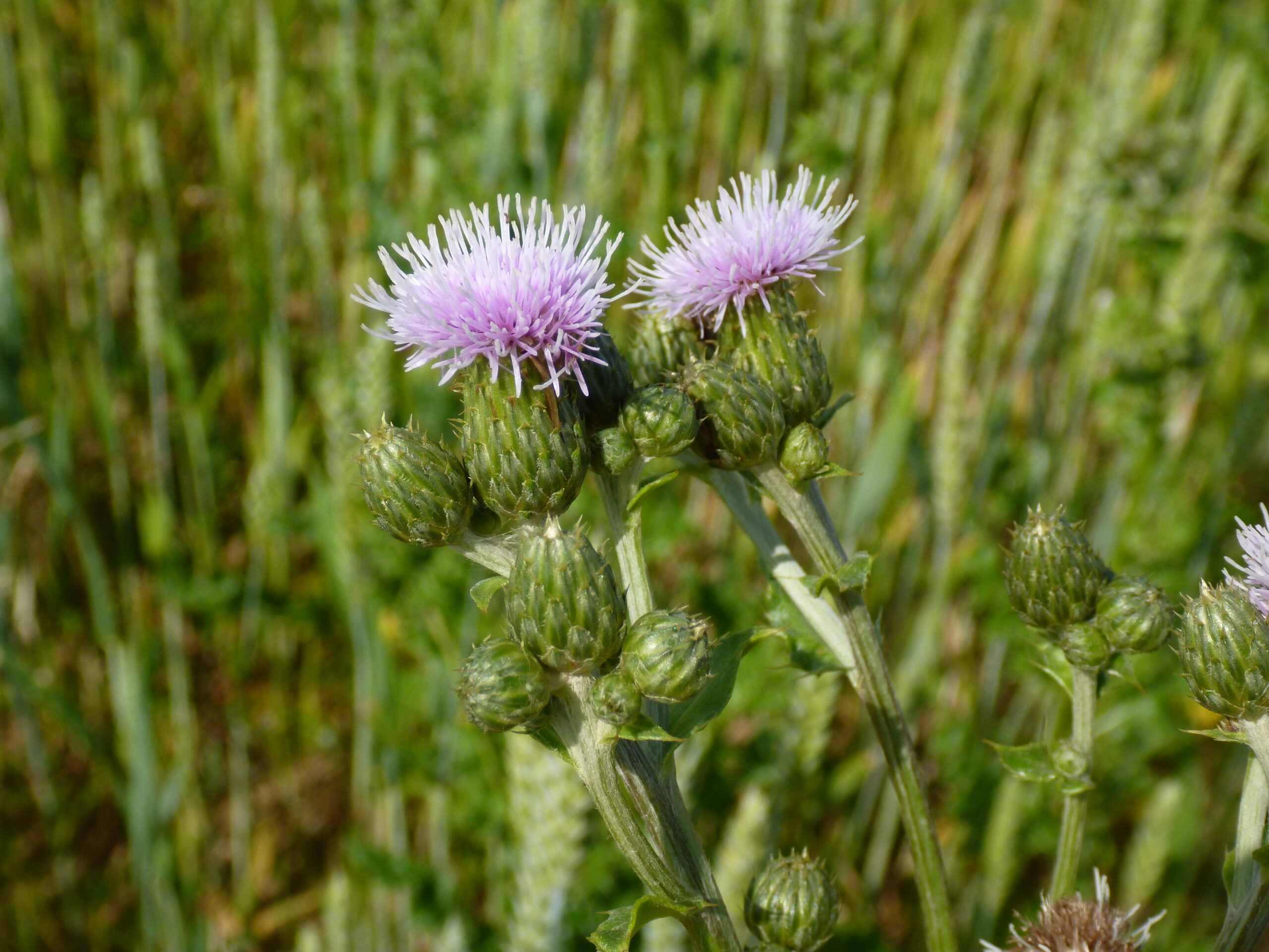 Fleur de chardon des champs, Favrelière 2016