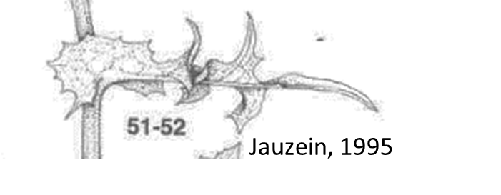 Feuille de laiteron maraicher, Jauzein. 1995