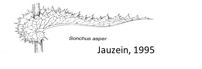 Feuille de laiteron rude, Jauzein 1995