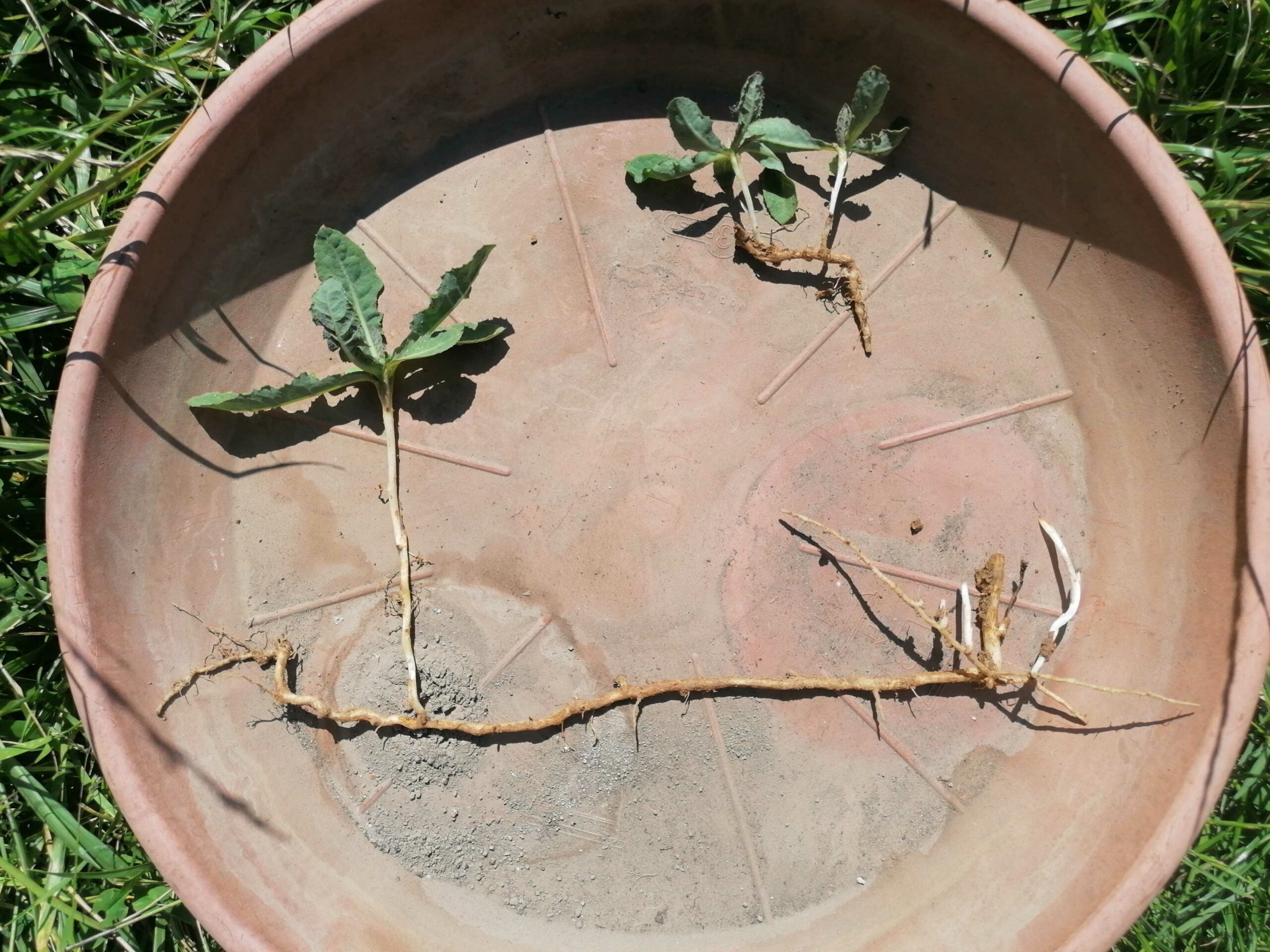 Racines de laiterons des champs, Agro-Transfert R-T