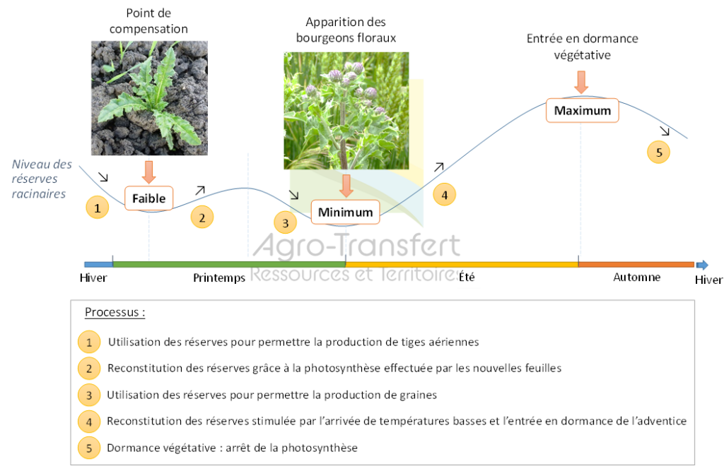 Niveau d'énergie dans les racines de chardon des champs, Agrotransfert -Ressource et Territoires dans Favrelière et al. 2016