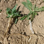 Racines de laiterons des champs, Agro-Transfert R-T
