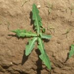 Rosette de laiteron des champs, AGT-RT. 2021