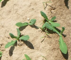 Plantules de laiteron des champs, Agro-Transfert R-T
