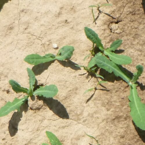 Plantules de laiteron des champs, Agro-Transfert R-T