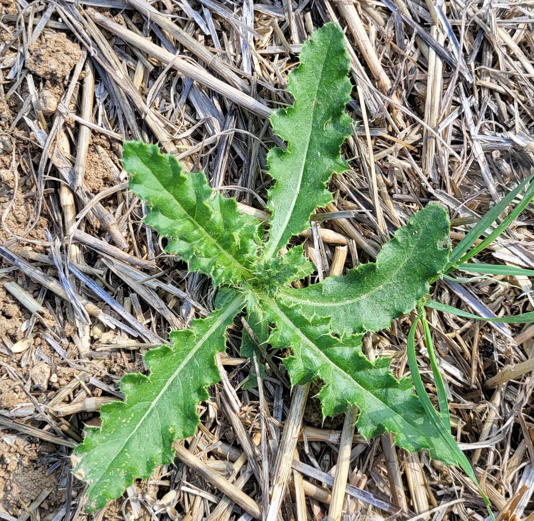 Rosette de chardon des champs , Delsaut 2024