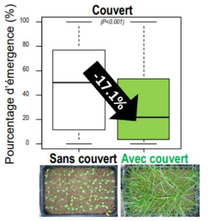 Effet de la présence d’un couvert de ray-grass sur la germination des autres espèces (Cordeau et al, 2015).