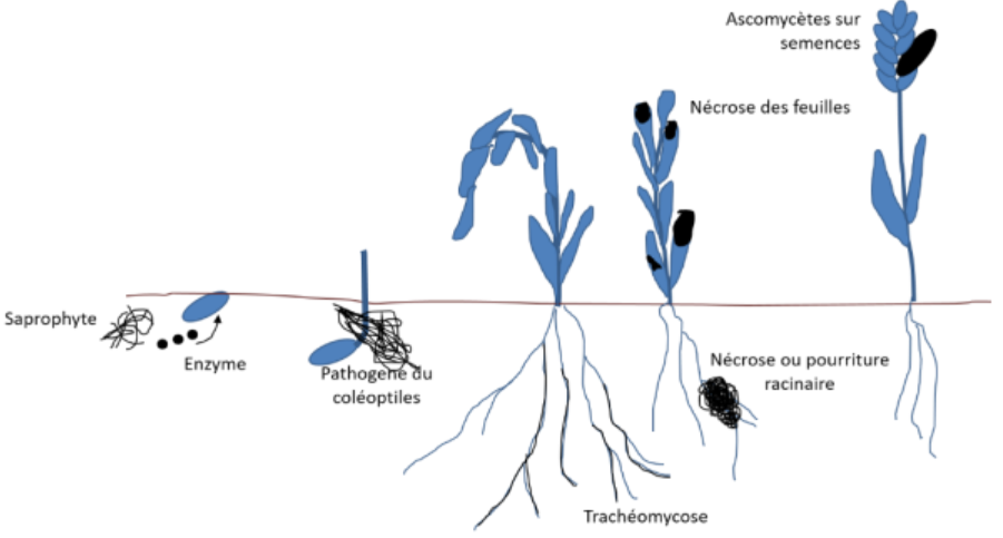 Effet potentiel de l’activité fongique pathogène sur les adventices.
