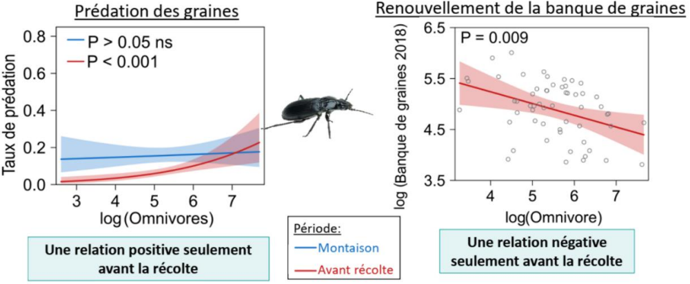 Effet de la densité en carabes sur la prédation des graines au stade montaison et après la récolte, et sur la taille du stock semencier (Carbonne (2020).