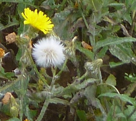 Laiterons des champs en graines et fleurs, Favrelière 2016
