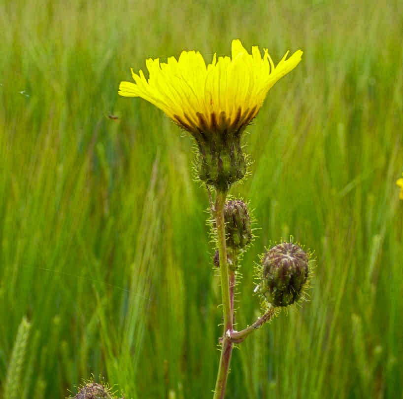 Laiteron des champs en fleur et en bouton, Favrelière E. 2016