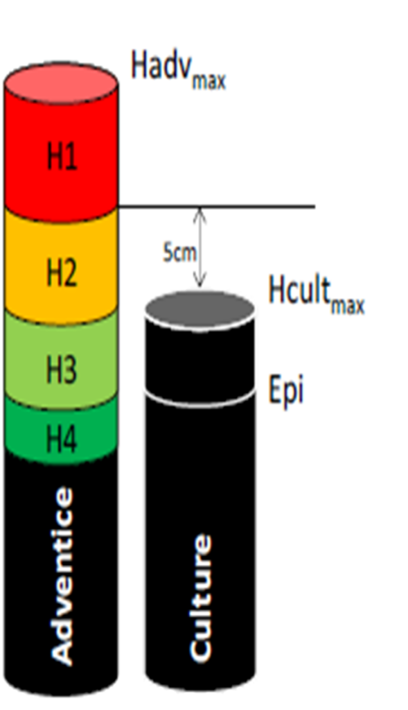 hauteru coupe