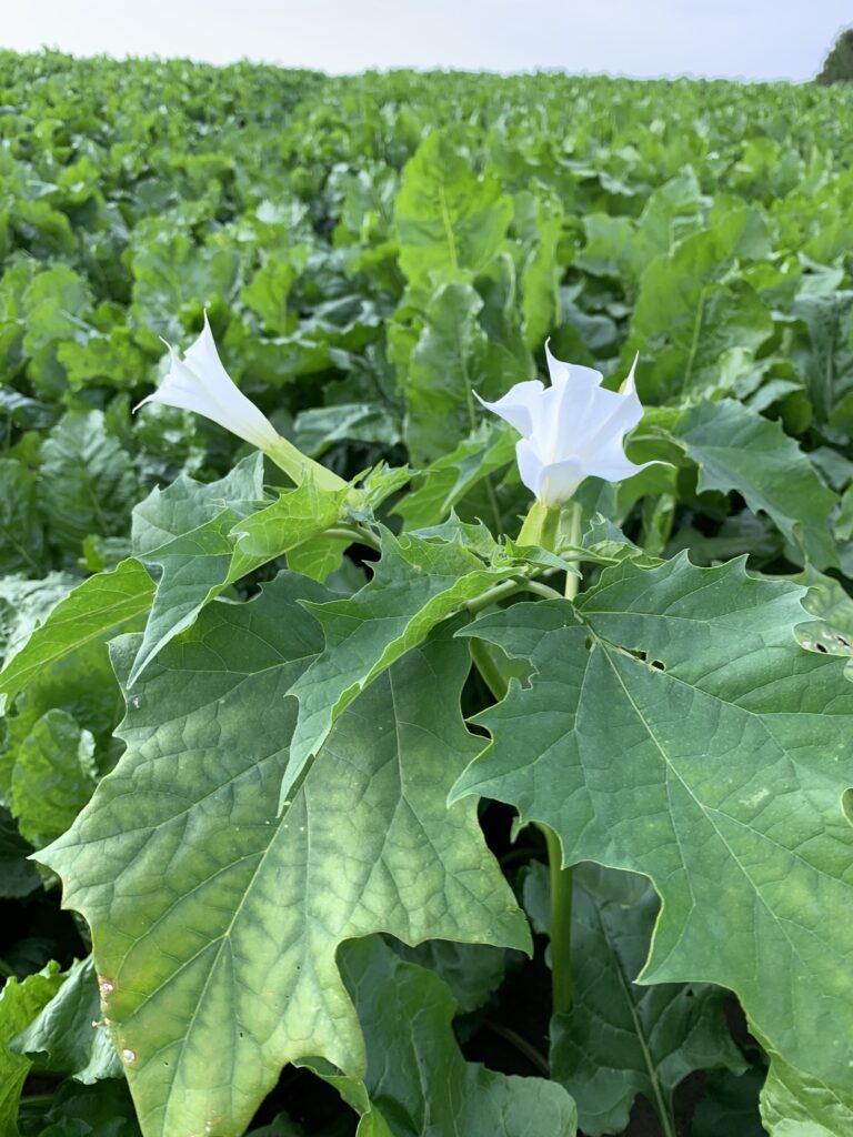 datura-photo