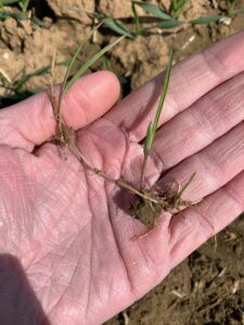 Rhizomes de chiendent (Source : Boquet 2021)