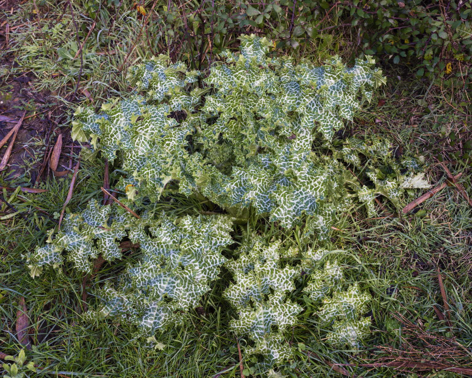 Rosette de Chardon Marie