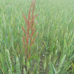 Rumex à graine (Source : agro-Transfert Ressources et Territoires)