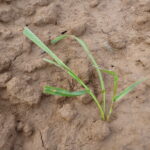 Plantule de chiendent des champs (Source : Favrelière 2016)