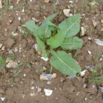 Jeune rumex (Source : Favrelière 2016)