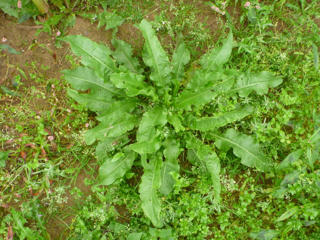 Rumex à feuilles crépus (Source : Agro-Transfert RT)